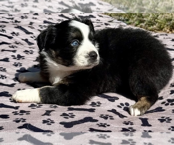 Medium Photo #2 Australian Shepherd Puppy For Sale in SALISBURY, NC, USA