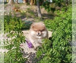 Small Photo #5 Pomeranian Puppy For Sale in BEVERLY HILLS, CA, USA