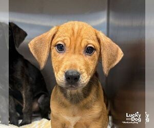 Erni - Male Labrador Retriever-Unknown Mix Dog for Adoption - Photo #3
