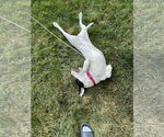 Small #2 Labrador Retriever Mix
