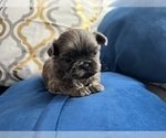 Puppy 1 Shih Tzu