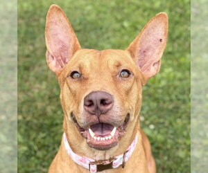 Mutt Dogs for adoption in Jefferson, WI, USA