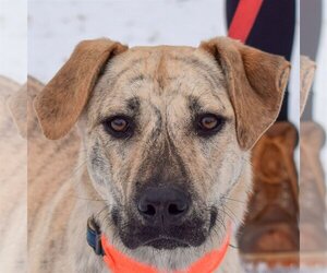 Catahoula Leopard Dog-Unknown Mix Dogs for adoption in Huntley, IL, USA