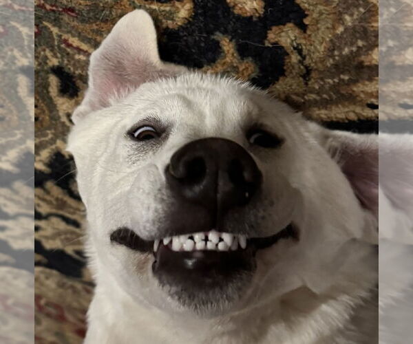 Medium Photo #5 Great Pyrenees-Unknown Mix Puppy For Sale in Dallas, TX, USA