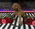 Small #9 Poodle (Standard)