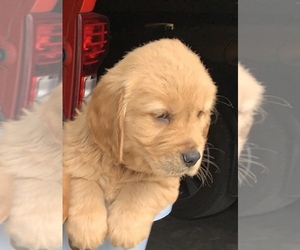 Golden Retriever Puppy for Sale in HARRISBURG, Illinois USA