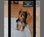 Small #1 Yorkshire Terrier