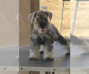 King Schnauzer Puppy for sale in MORENO VALLEY, CA, USA