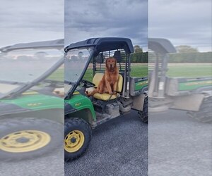 Golden Retriever Puppy for sale in BETHEL, PA, USA