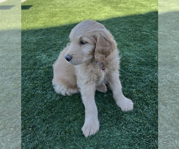 Medium Photo #19 Goldendoodle Puppy For Sale in PHOENIX, AZ, USA