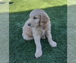 Small Photo #19 Goldendoodle Puppy For Sale in PHOENIX, AZ, USA