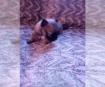 Small Photo #13 Pomeranian Puppy For Sale in CORYDON, IN, USA