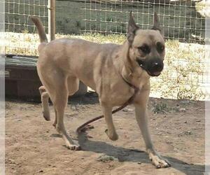 Anatolian Shepherd-Unknown Mix Dogs for adoption in Sacramento, CA, USA