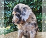 Small #1 Aussiedoodle Miniature 