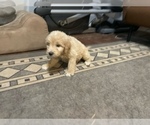 Small Photo #19 Goldendoodle (Miniature) Puppy For Sale in RALEIGH, NC, USA