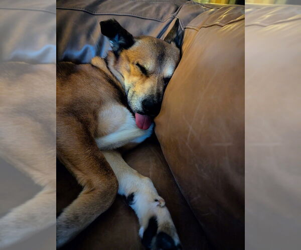 Medium Photo #4 Mutt Puppy For Sale in Salt Lake City, UT, USA