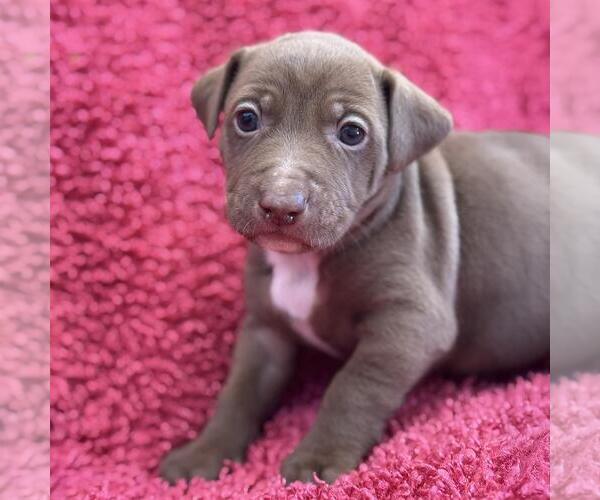Medium Photo #5 Colonial Cocker Spaniel-Unknown Mix Puppy For Sale in San Diego, CA, USA