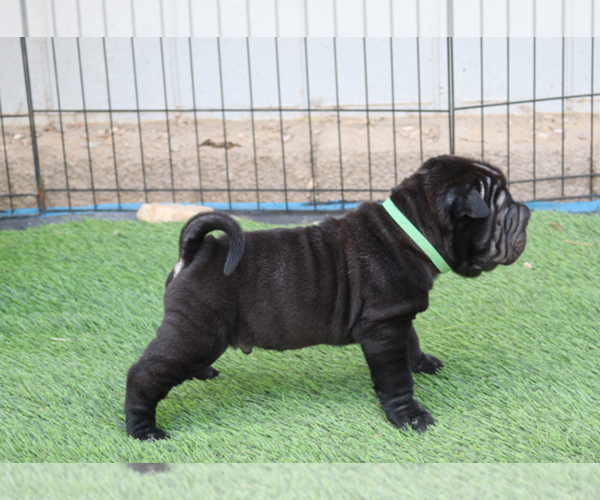 Medium Photo #1 Chinese Shar-Pei Puppy For Sale in MOHAVE VALLEY, AZ, USA