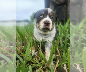 Mutt Dogs for adoption in Oakland Park , FL, USA