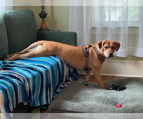 Medium Photo #21 Mutt Puppy For Sale in Utica, NY, USA