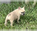 Small #3 French Bulldog