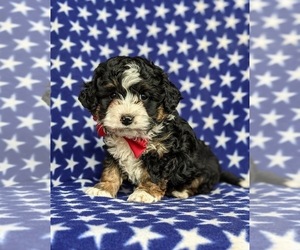 Bernedoodle Puppy for sale in KIRKWOOD, PA, USA