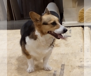 Pembroke Welsh Corgi Puppy for sale in SULLIVAN, IL, USA