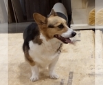 Small Pembroke Welsh Corgi