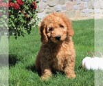 Small Photo #2 Goldendoodle-Poodle (Miniature) Mix Puppy For Sale in EPHRATA, PA, USA