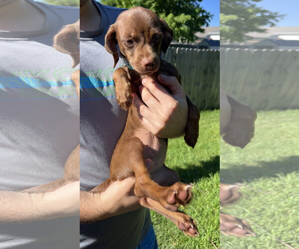Medium Photo #4 Mutt Puppy For Sale in New London, WI, USA