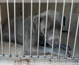 American Pit Bull Terrier-Unknown Mix Dogs for adoption in Oklahoma City, OK, USA