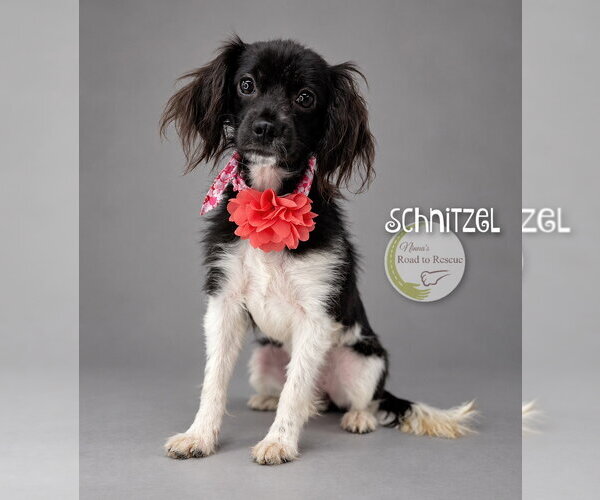Medium Photo #1 Cavalier King Charles Spaniel-Colonial Cocker Spaniel Mix Puppy For Sale in Benton, LA, USA