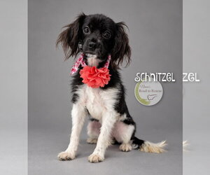 Cavalier King Charles Spaniel-Colonial Cocker Spaniel Mix Dogs for adoption in Benton, LA, USA