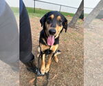 Small #6 Labrador Retriever Mix
