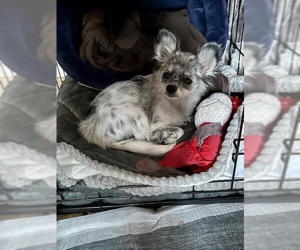 Medium Photo #1 Chihuahua-Unknown Mix Puppy For Sale in Spring Lake, NJ, USA