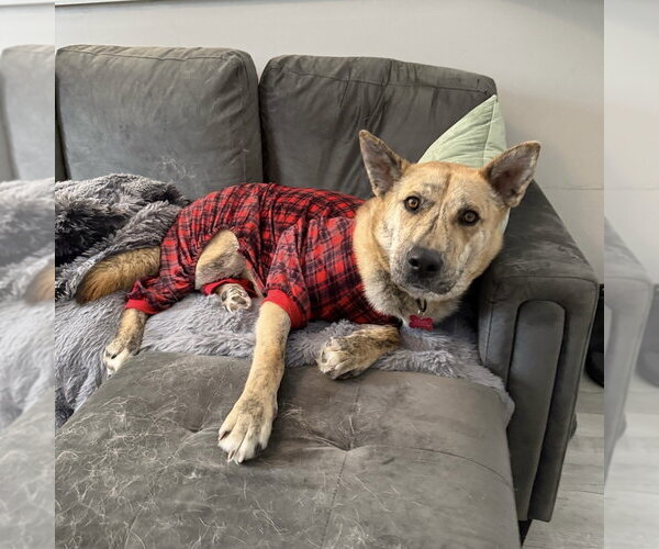 Medium Photo #10 Siberian Husky-Unknown Mix Puppy For Sale in Boston, MA, USA