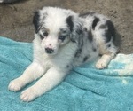 Puppy Puppy 3 Miniature Australian Shepherd