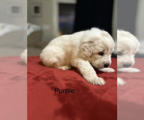 Medium Photo #11 Great Pyrenees Puppy For Sale in GILBERT, SC, USA