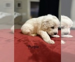 Small #10 Great Pyrenees