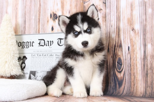 Medium Photo #1 Siberian Husky Puppy For Sale in BEL AIR, MD, USA