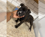 Small Photo #8 American Staffordshire Terrier-Unknown Mix Puppy For Sale in Holly Springs, NC, USA