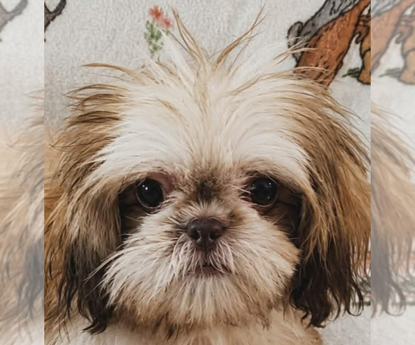 Medium Photo #2 Shih Tzu Puppy For Sale in WESLEY CHAPEL, FL, USA