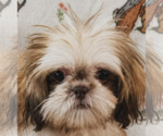 Small #1 Shih Tzu