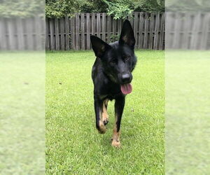 Medium German Shepherd Dog