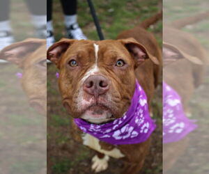 American Staffordshire Terrier-Unknown Mix Dogs for adoption in Sayreville, NJ, NJ, USA