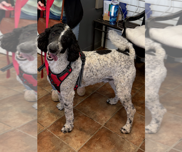 Medium Photo #2 Australian Shepherd Puppy For Sale in Amarillo, TX, USA