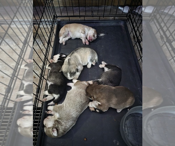 Medium Photo #1 Pomsky Puppy For Sale in CEDAR CITY, UT, USA
