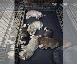 Pomsky Puppy for sale in CEDAR CITY, UT, USA