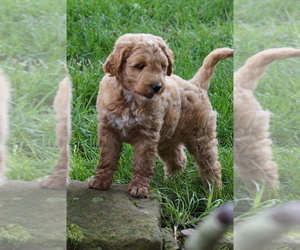 Goldendoodle (Miniature) Puppy for sale in MILLERSBURG, OH, USA