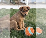 Small German Shepherd Dog Mix